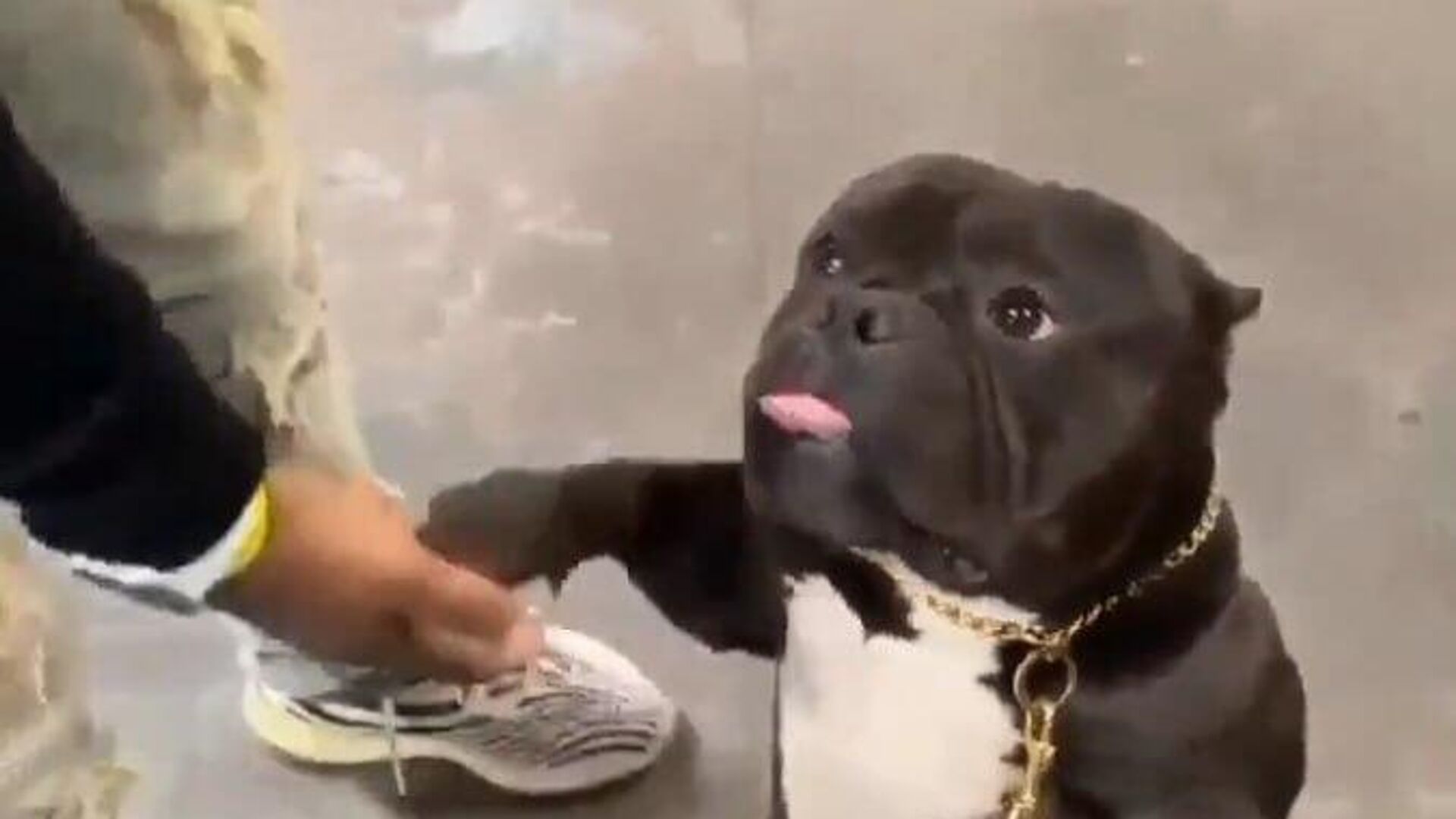 Pas Pas - Sputnik Srbija, 1920, 12.04.2025