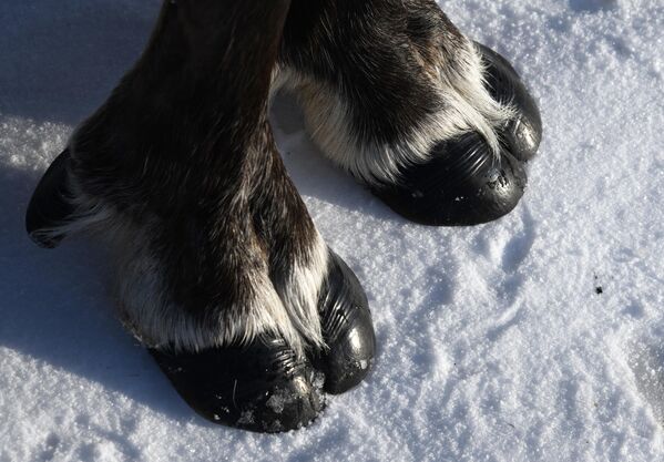 Обележен је међурегионални празник. - Sputnik Србија