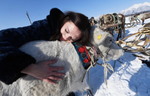 У питању је „Дан узгајивача ирваса“ - Sputnik Србија