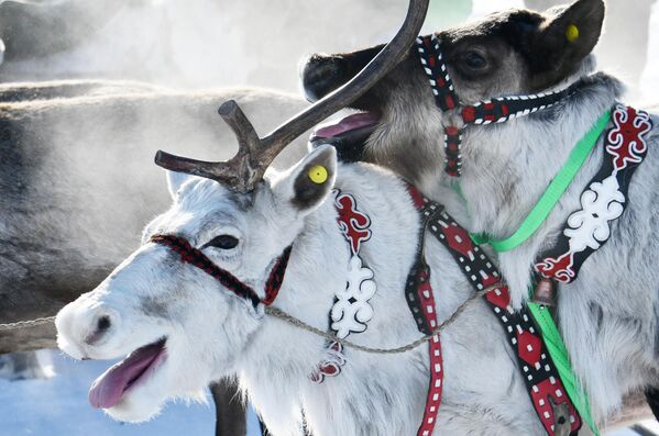 Припитомљени лепотани на леду језера Љуксјугун - Sputnik Србија