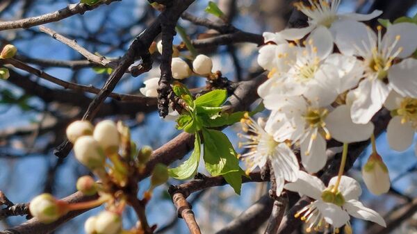 Процветало воће - Sputnik Србија