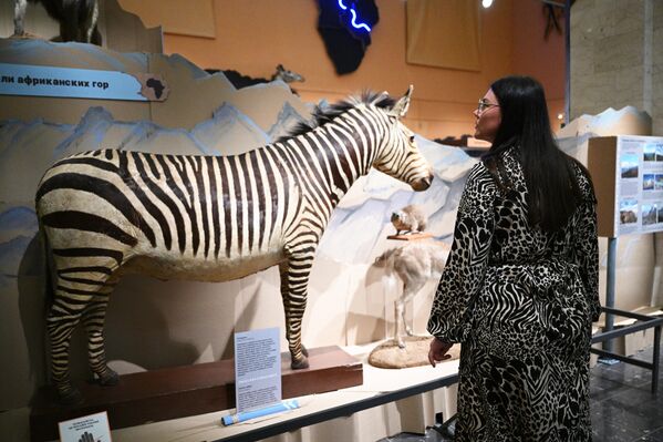 Otvaranje izložbe „Crni kontinent, ili putovanje kroz šarenu Afriku“ u Darvinovom muzeju u Moskvi. - Sputnik Srbija
