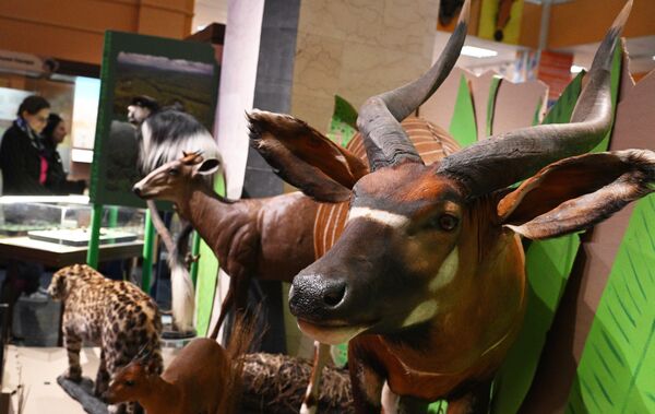 Otvaranje izložbe „Crni kontinent, ili putovanje kroz šarenu Afriku“ u Darvinovom muzeju u Moskvi. - Sputnik Srbija