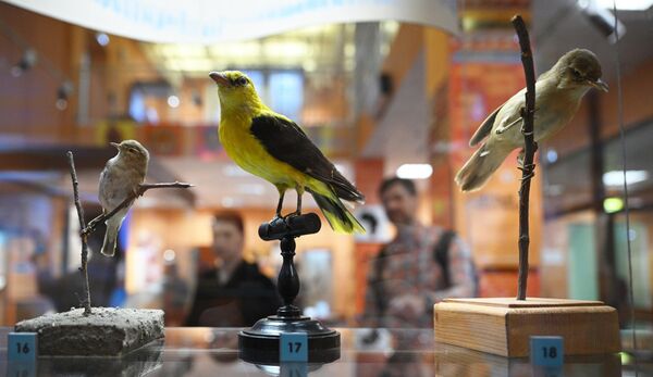 Otvaranje izložbe „Crni kontinent, ili putovanje kroz šarenu Afriku“ u Darvinovom muzeju u Moskvi. - Sputnik Srbija