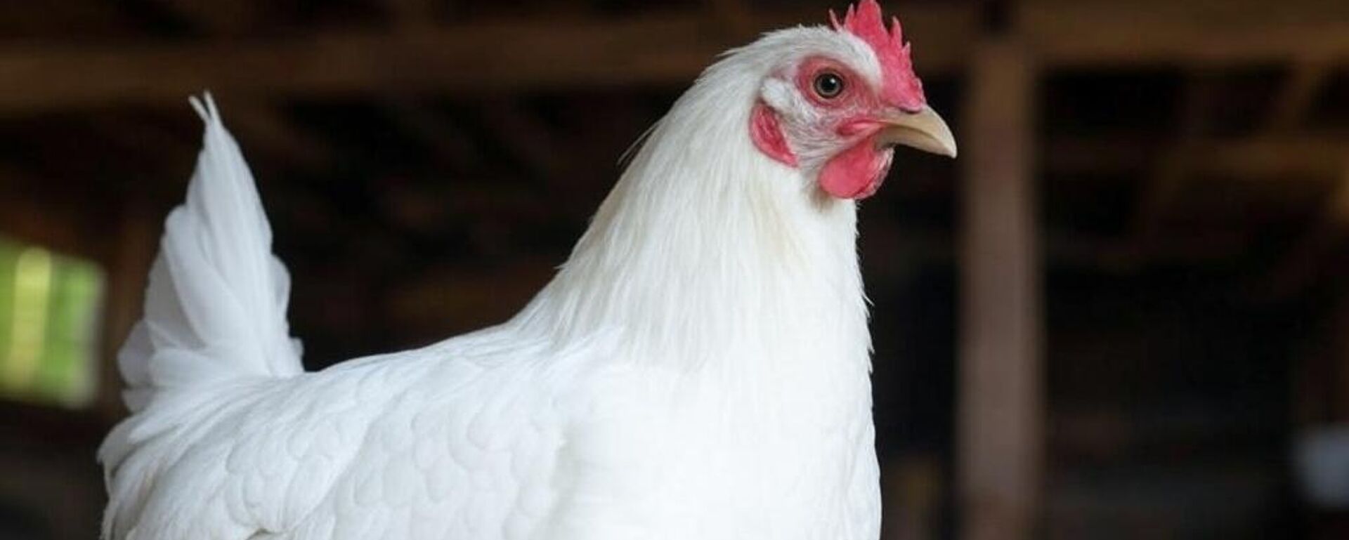 кокошка и јаје - Sputnik Србија, 1920, 25.03.2025