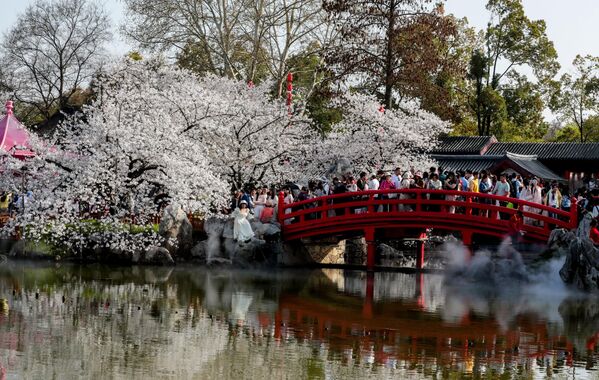 Cvetovi trešnje u punom cvetu u Vuhanu, kineska provincija Hubei. - Sputnik Srbija