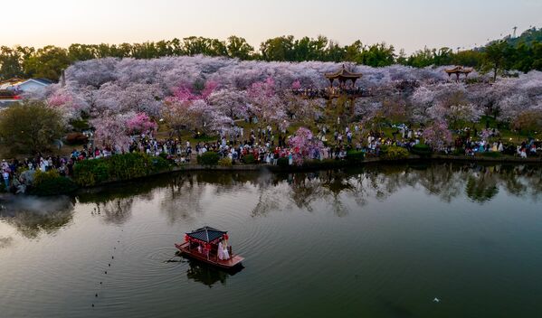 Cvetovi trešnje u punom cvatu u parku „Ist lejk“ u Vuhanu, provincija Hubei u Kini - Sputnik Srbija