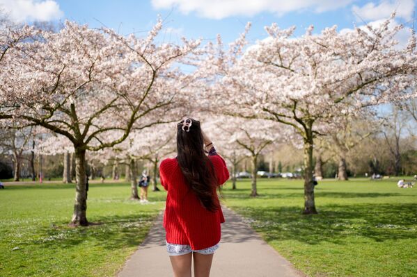 Drveće trešnje u toplom prolećnom danu u parku u Londonu. - Sputnik Srbija