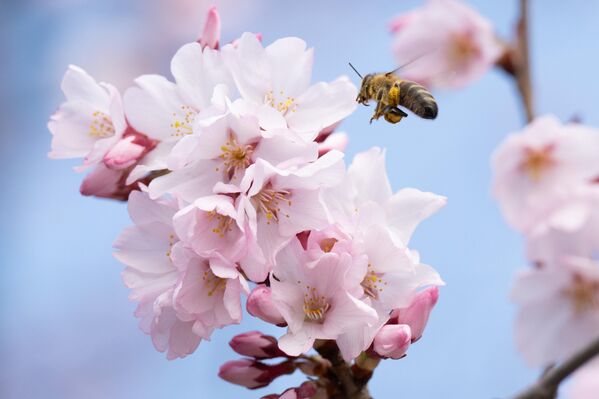Pčela sleće na cvet trešnje u Drezdenu u Nemačkoj. - Sputnik Srbija