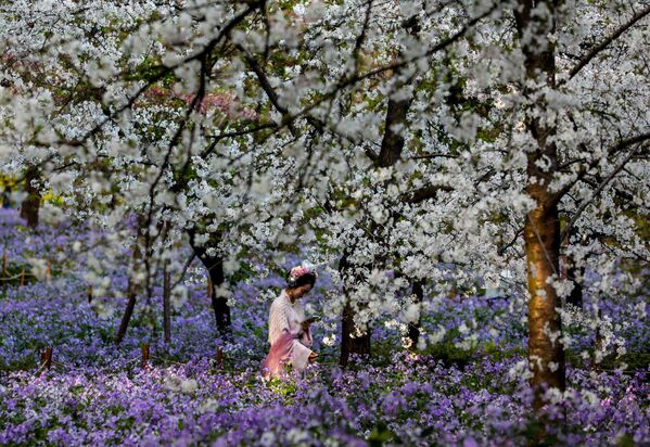 Cvetovi trešnje u punom cvetu u Vuhanu, kineska provincija Hubei. - Sputnik Srbija