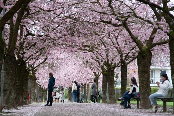Ljudi šetaju ispod cvetova trešnje u Štadtparku u Karstu, Nemačka. - Sputnik Srbija