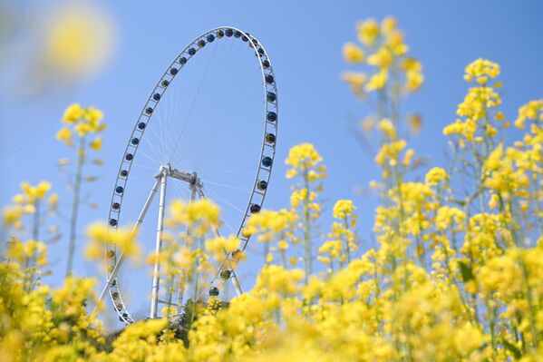 Туристи поља посматрају и из панорамског точка. - Sputnik Србија