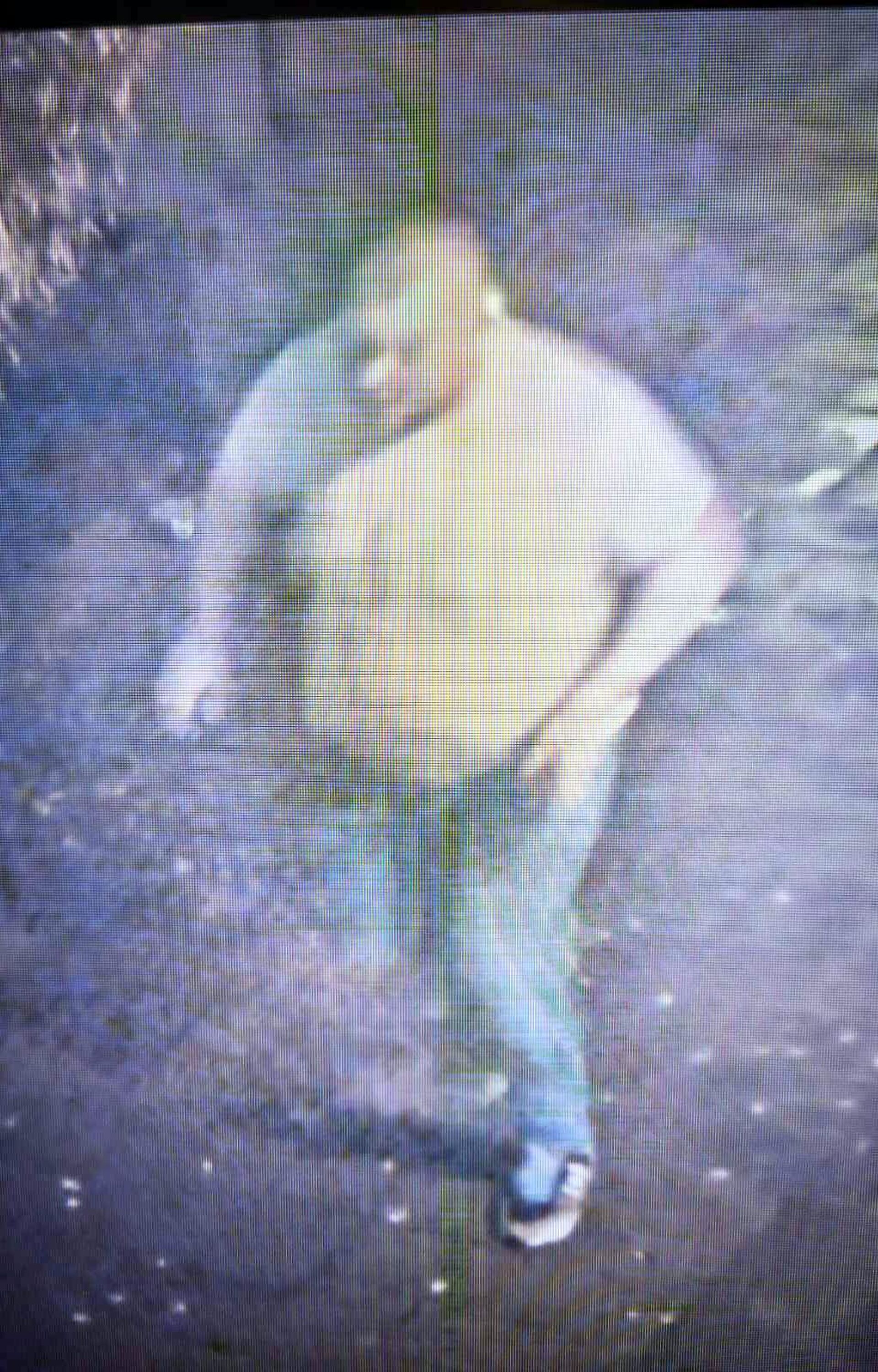 Policijska uprava u Novom Sadu traga za muškarcem - Sputnik Srbija, 1920, 29.03.2025