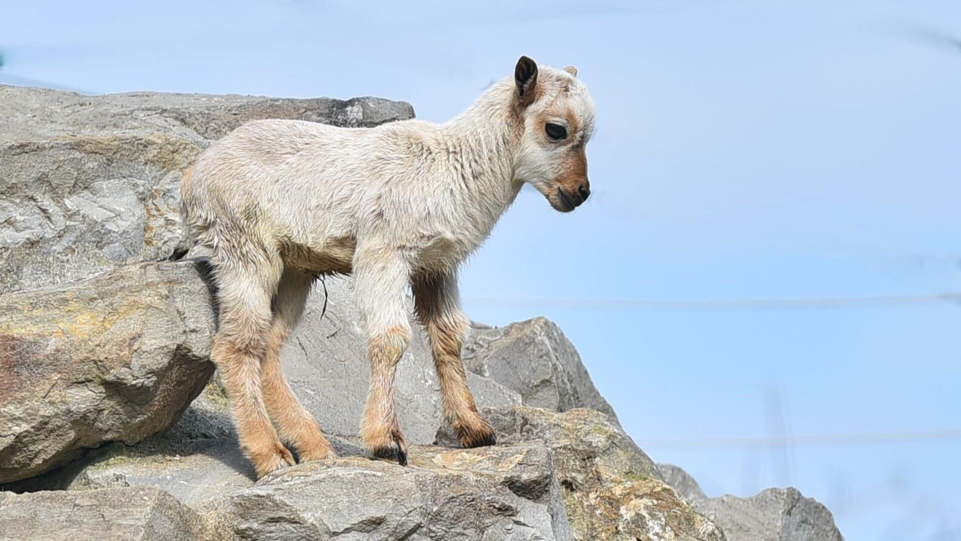 Бела берберска овца    - Sputnik Србија, 1920, 04.04.2025