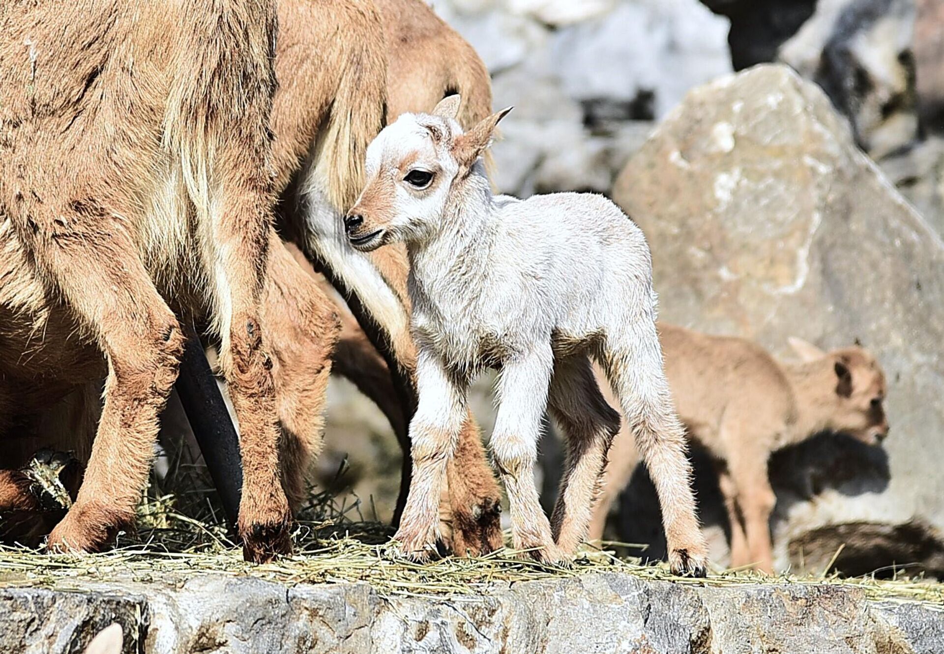 Бела берберска овца  - Sputnik Србија, 1920, 04.04.2025