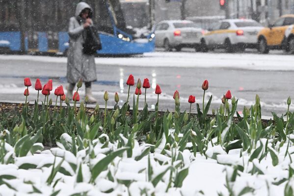 Снег је прекрио пролећно цвеће. Снег је прекрио пролећно цвеће. - Sputnik Србија