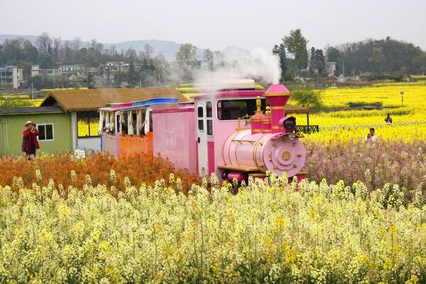 Возић за разгледање града путује кроз шарено цвеће уљане репице у Аншуну, провинција Гуејџоу у Кини - Sputnik Србија