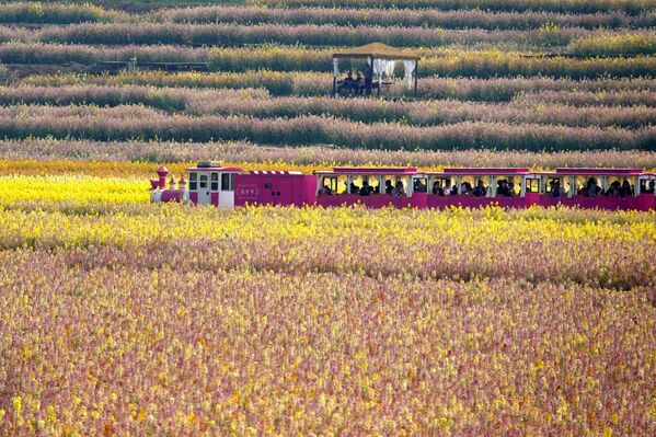 Возић за разгледање града путује кроз шарено цвеће уљане репице у Аншуну, провинција Гуејџоу у Кини - Sputnik Србија