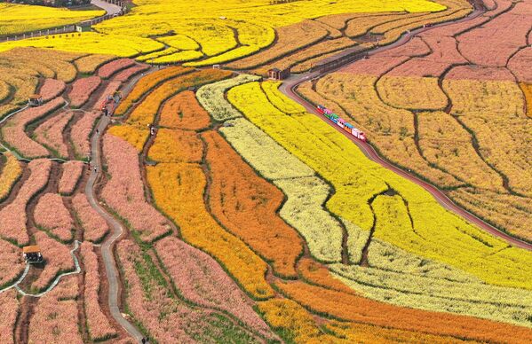 Возић за разгледање града путује кроз шарено цвеће уљане репице у Аншуну, провинција Гуејџоу у Кини - Sputnik Србија