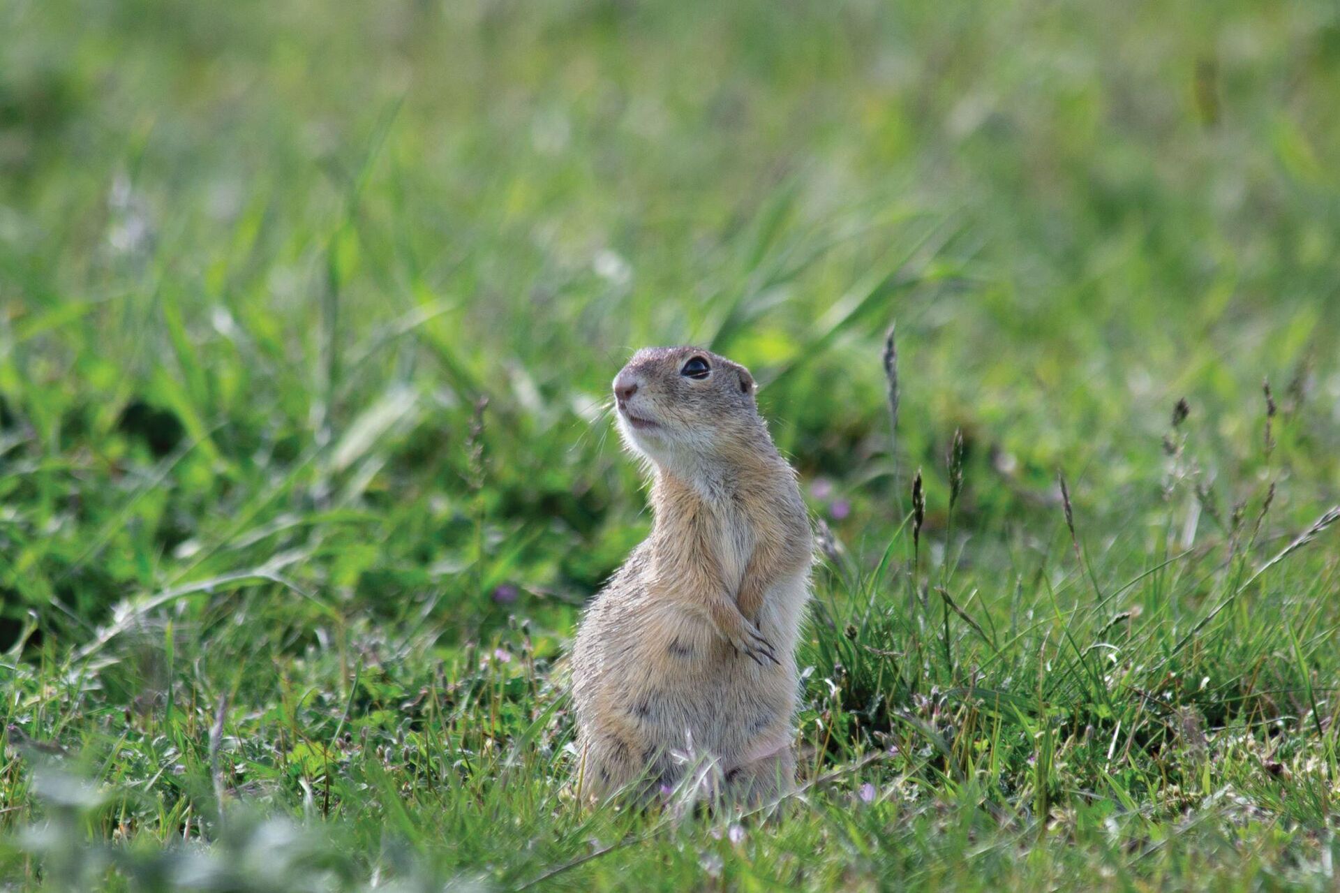 tekunica tekunica - Sputnik Srbija, 1920, 16.04.2025
