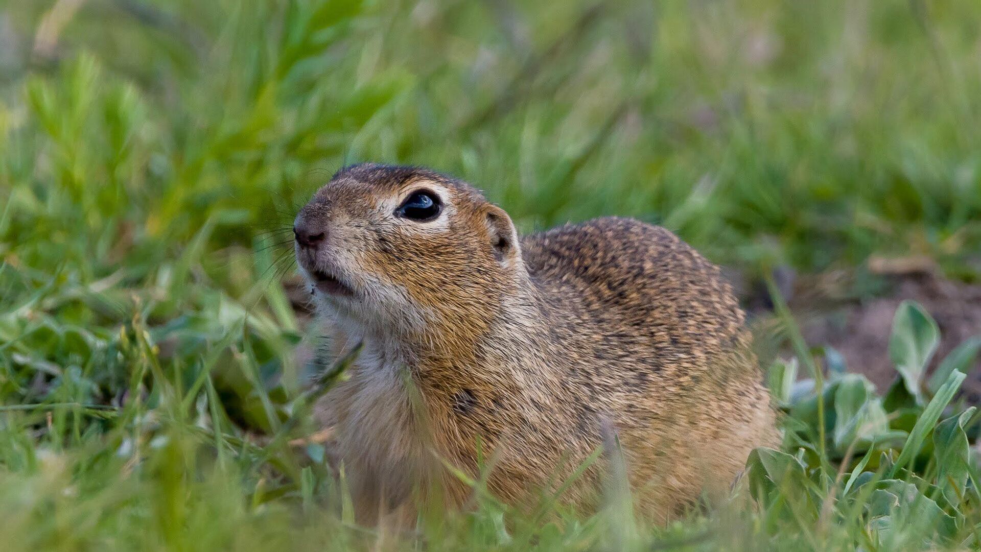 Tekunica Tekunica - Sputnik Srbija, 1920, 21.04.2025