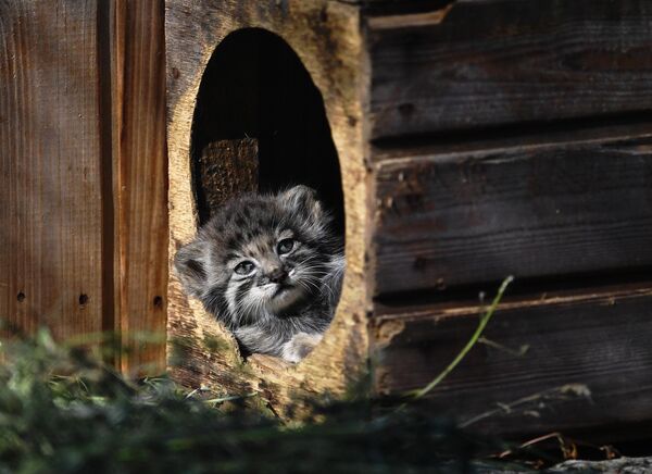 Beba manul u Novosibirskom zoološkom vrtu. - Sputnik Srbija