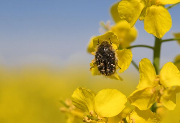 Оптимална температура која одговара уљаној репици износи 25 степени Целзијуса. - Sputnik Србија