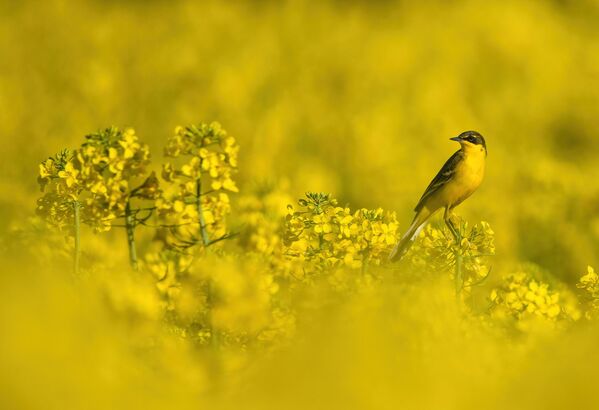 Такође, прилично је отпорна и на ниске температуре. - Sputnik Србија