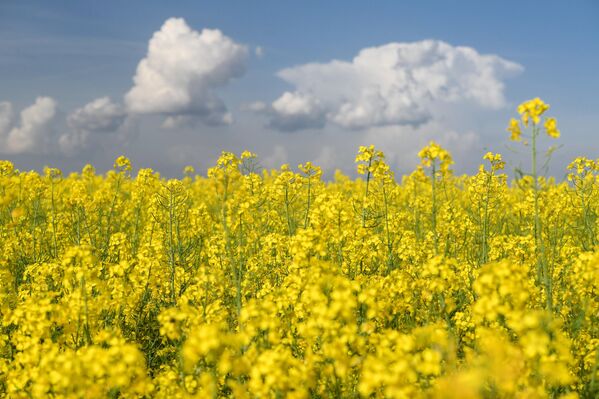 Расцветала поља уљане репице у Банату код Вршца изгледају магично овог пролећа. - Sputnik Србија