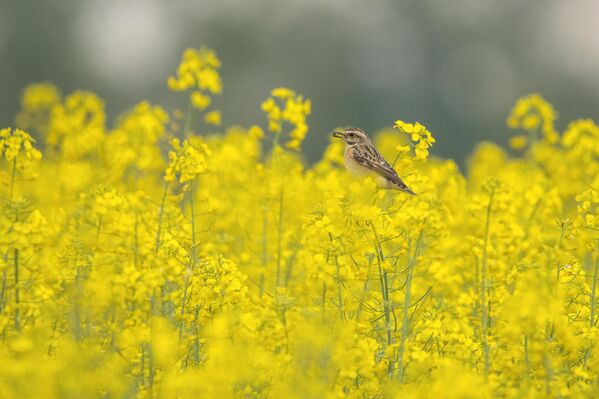 Уљана репица најбоље успева у умерено топлим и умерено влажним подручјима. - Sputnik Србија