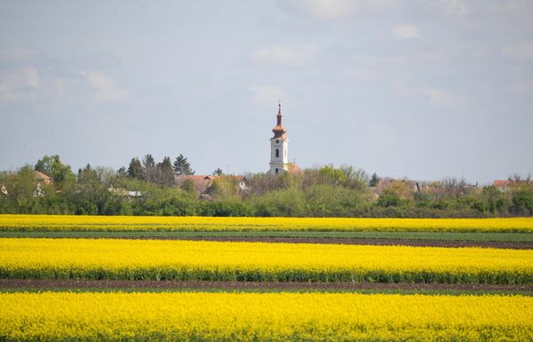 Уљана репица је биљка која захтева доста светлости. - Sputnik Србија