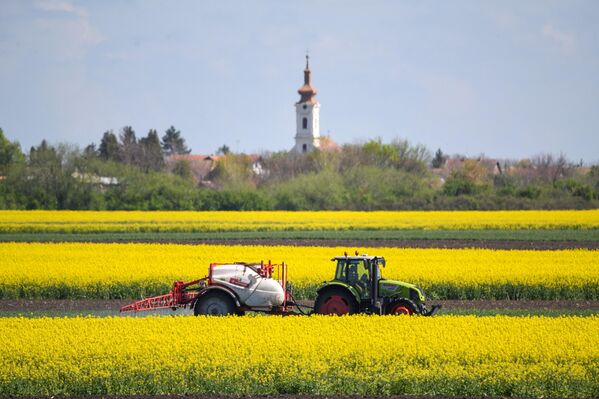 Уљана репица је други глобални главни извор протеинске хране. - Sputnik Србија