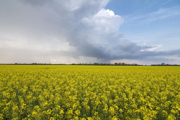 Непрегледна жута поља у априлу. - Sputnik Србија