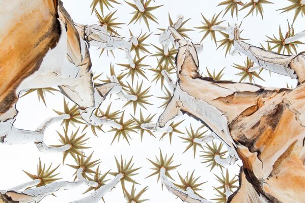 У категорији "Биљке и гљиве", прво место освојио је Пол Корнакер са фотографијом забележеном у Намибији. У категорији "Биљке и гљиве", прво место освојио је Пол Корнакер са фотографијом забележеном у Намибији. - Sputnik Србија