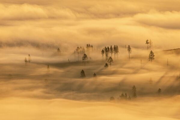 У категорији "Пејзажи", 1. место освојио је Ханеке Ван Камп за старе шуме у Шведској. У категорији "Пејзажи", 1. место освојио је Ханеке Ван Камп за старе шуме у Шведској. - Sputnik Србија
