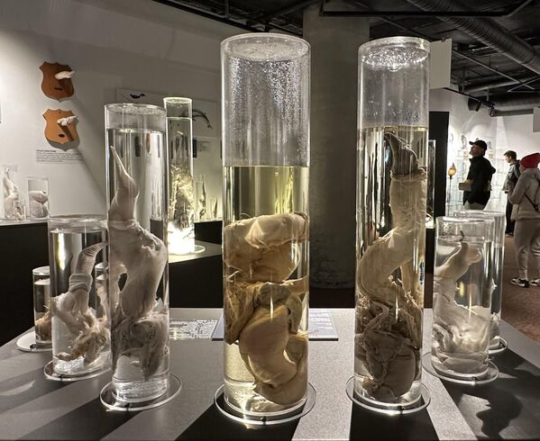 Пениси животиња изложени у исландском Музеју фалуса у Рејкјавику, Исланд. Пениси животиња изложени у исландском Музеју фалуса у Рејкјавику, Исланд. - Sputnik Србија