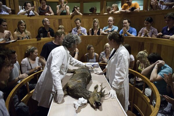 Дисекција јелена током Ноћи музеја у Лајдену у Анатомском делу Музеја Боерхев у Данској. Јелен је страдао у саобраћајној несрећи. Дисекција јелена током Ноћи музеја у Лајдену у Анатомском делу Музеја Боерхев у Данској. Јелен је страдао у саобраћајној несрећи. - Sputnik Србија