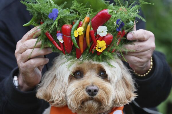 Необичан шешир од чили паприка на глави пса.  - Sputnik Србија