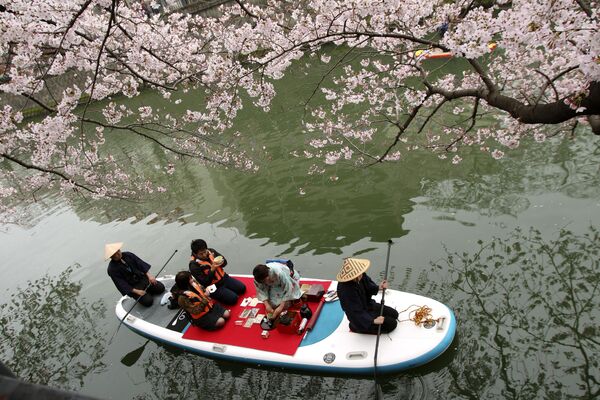 Пар ужива у испијању чаја на броду на реци испод цветајућих трешњи у Јокохами, близу Токија. - Sputnik Србија