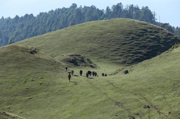 Животиње пасу на врховима „Саилунга“ - Sputnik Србија