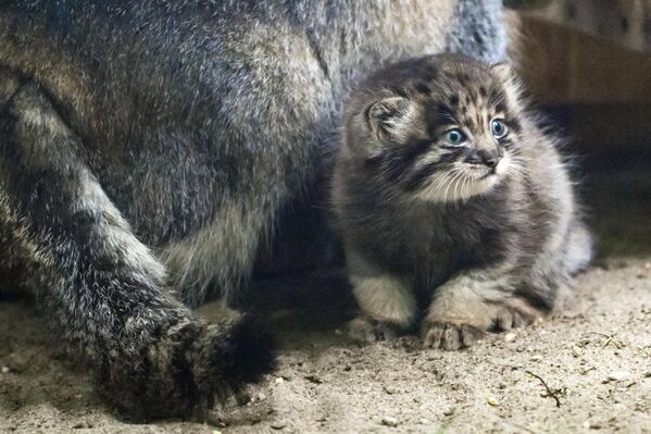 Маче манула у Новосибирском зоолошком врту . Маче манула у Новосибирском зоолошком врту . - Sputnik Србија