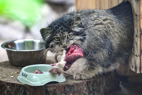Манул у Новосибирском зоолошком врту . Манул у Новосибирском зоолошком врту . - Sputnik Србија