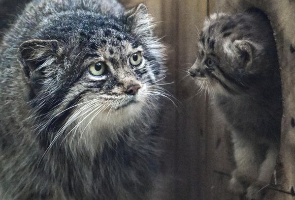 Манул Миа и њено маче у Новосибирском зоолошком врту . Манул Миа и њено маче у Новосибирском зоолошком врту . - Sputnik Србија