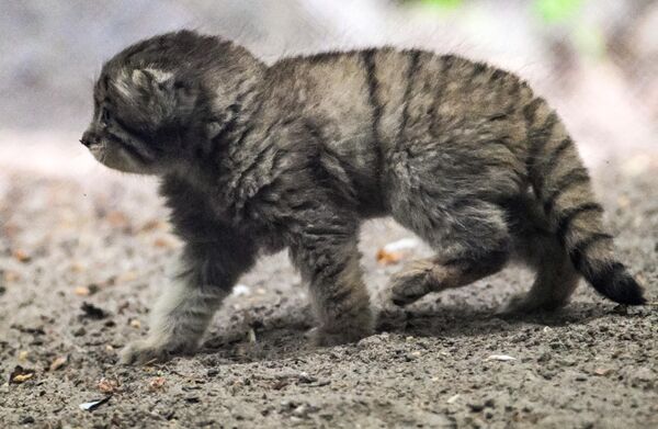 Маче манула у Новосибирском зоолошком врту . Маче манула у Новосибирском зоолошком врту . - Sputnik Србија