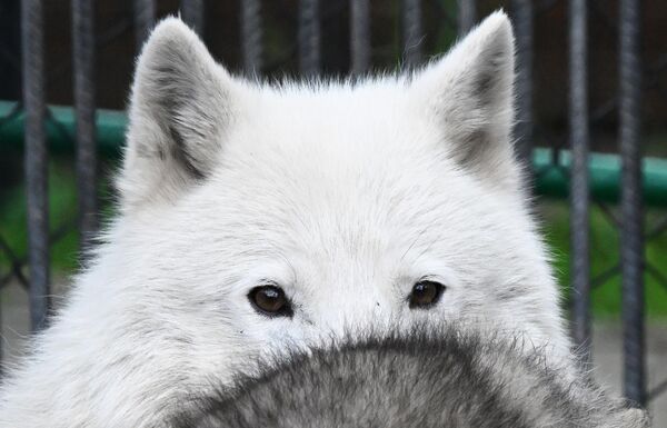Polarni vuk Olav - Sputnik Srbija