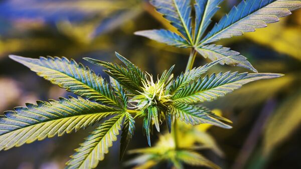 Marihuana - Sputnik Srbija