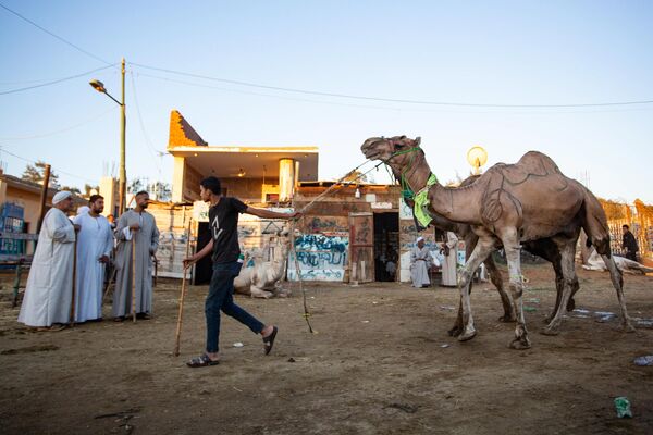 Na ovoj pijaci mogu se videti različite vrste kamila, od mladih do odraslih, koje se dovoze iz raznih regiona, uključujući Sudan i drugi deo Severne Afrike. Na ovoj pijaci mogu se videti različite vrste kamila, od mladih do odraslih, koje se dovoze iz raznih regiona, uključujući Sudan i drugi deo Severne Afrike. - Sputnik Srbija