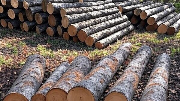 посечена стабла - Sputnik Србија