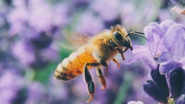 Откривен „Луцифер“: Пчела са роговима нађена у Аустралији