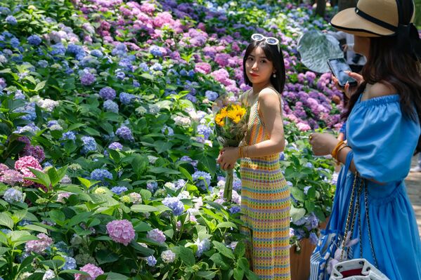 Код већине врста хортензија цветови су бели, али код неких, посебно код крупнолисне хортензије могу бити плаве, црвене, розе, ружичасте, светло љубичасте или тамнољубичасте боје. - Sputnik Србија